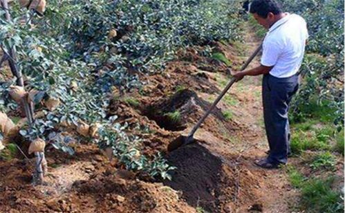 套袋后的重要工作：杀菌和杀虫