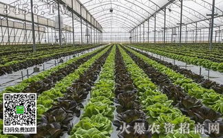 黄瓜地除草剂大盘点