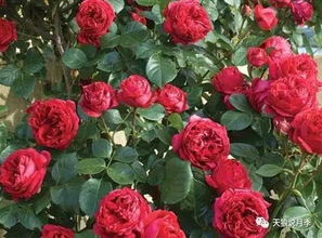 小型藤本月季，小空间的大风景