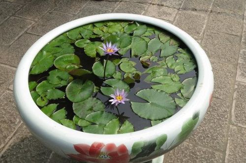 先说说 让我们堪堪它们的个头