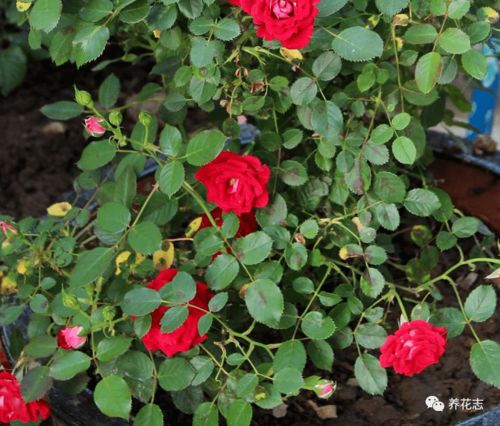 纳塔利月季的花期之谜