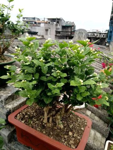茉莉施肥时如何根据生长阶段合理搭配氮磷钾肥料