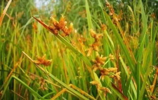 首推牧草品种对比表