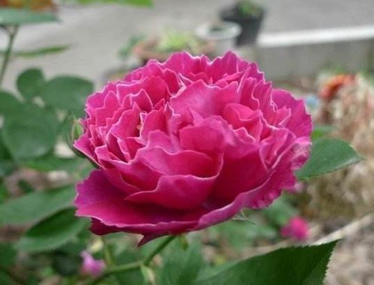 紫袍玉带月季的优