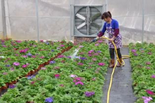 十四、风信子拦或氏有和它的名字一样充满治愈属性的外观。