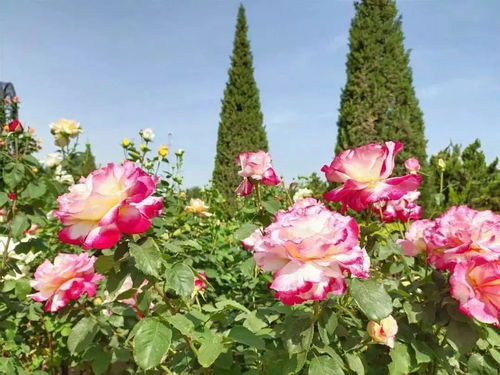 文化盛宴， 花为媒，动人心弦