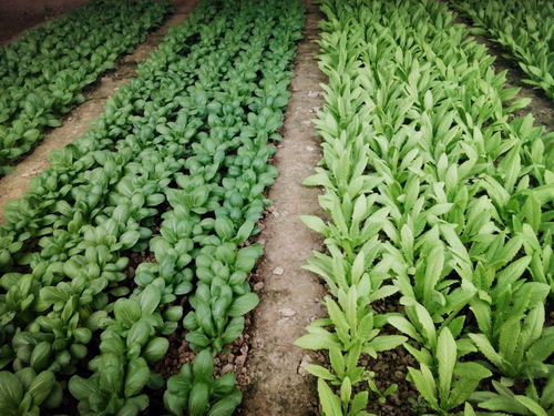 先来了解一下人参花上的农药残留