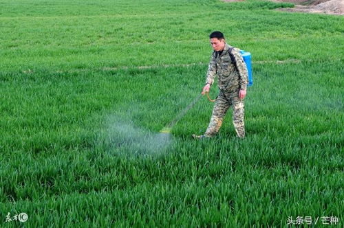 自制除草剂，真的比买的便宜吗？