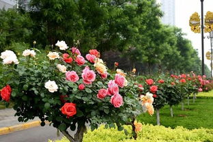 抖音上的树状月季，火了！