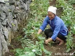 蛇皮果种植：品种选择与病虫害管理