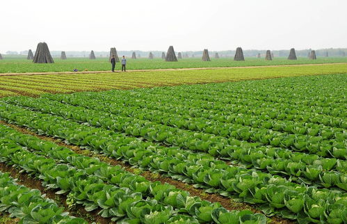 乙草胺：苗圃地的绿色守护者