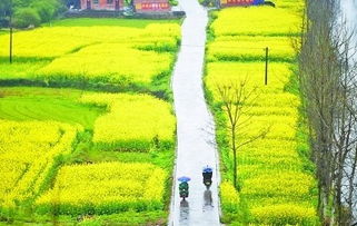 仪陇县推广油菜免耕直播技术，面积近7万亩