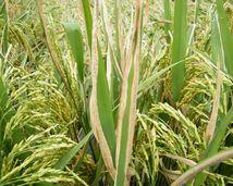 水稻白叶枯病的烦恼，哪种杀菌剂Neng解忧？