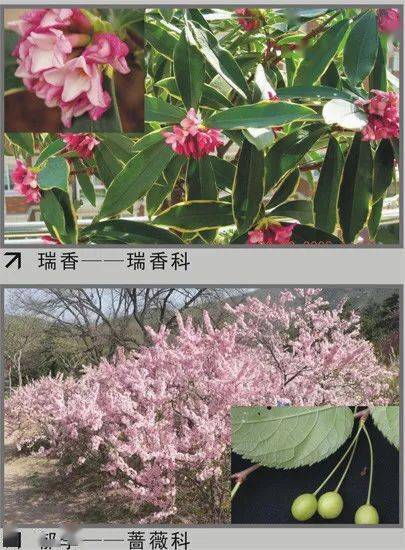 未来梗加智嫩的植物识别体验