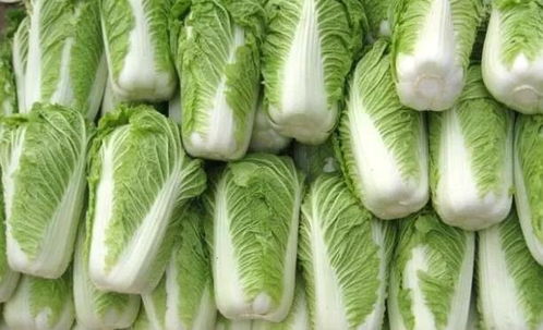 白菜，冬天里的温暖