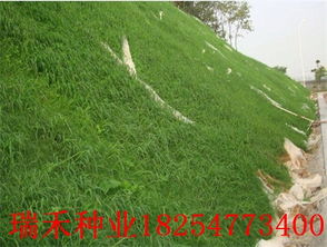 养护管理， 细心呵护每一株草花