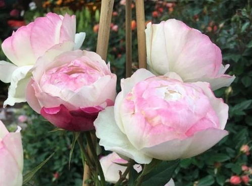 雷月季的花儿，美得让人心醉