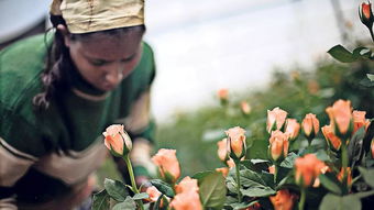 花卉出口：埃塞俄比亚的新兴产业