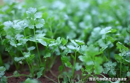 香菜种植适合使用哪种肥料，哪种肥料能让香菜生长更旺盛