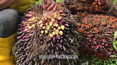 品种差异要记牢