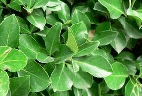 施肥：冬天也要补充营养