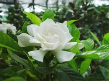 栀子花开的季节怎么养？新手也能养出满盆花
