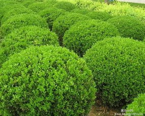 黄杨的种植技巧