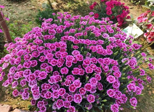 每天浇水，对不对？