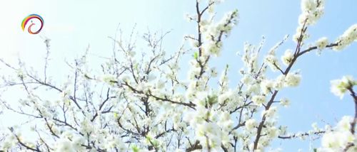 木棉先花后叶，春日花海先知！