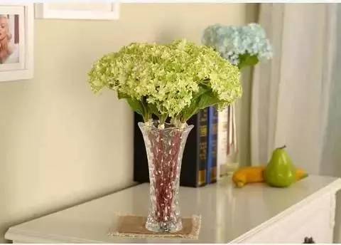 甲醛克星与植物健身教练