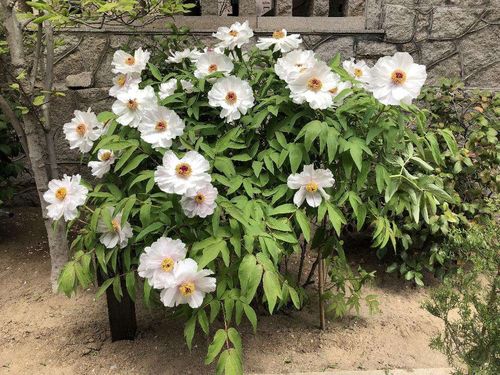 芍药刚种下浇透水后多久再浇