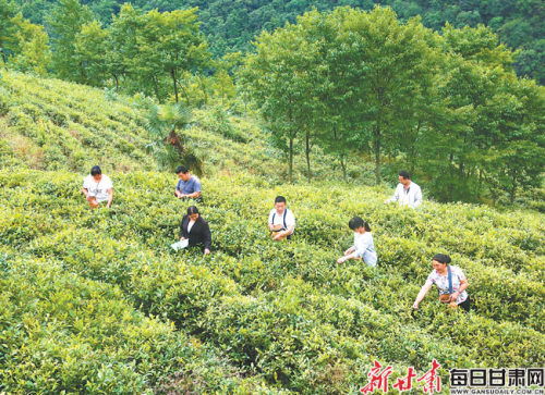 甘肃陇南的种植现象