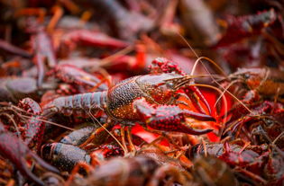 虾稻田用药，如何减少小龙虾减产？