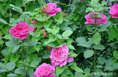 月季的“四怕”及养护之道