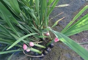 原因三：病虫害侵袭