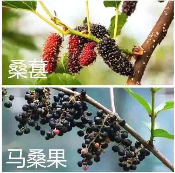 吃了农药的桑葚，中毒了咋整？