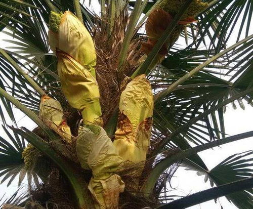 种植棕树，需要哪些条件呢？