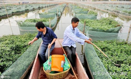 2020年黄鳝养殖模式：以生态养殖为基础