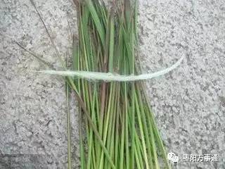 喂点东西，长得geng快