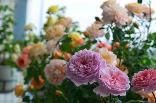 大型月季树：垂挂形式， 适合庭院