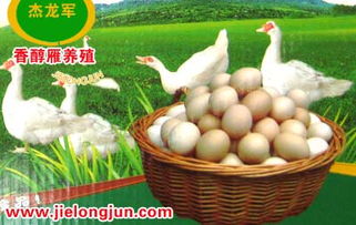 如何养护易养的落日之雁，让养殖更轻松？
