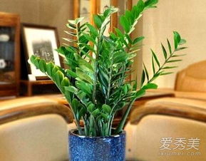 客厅招财植物，哪种最旺财