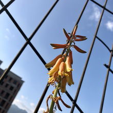 芦荟绽放盛夏花