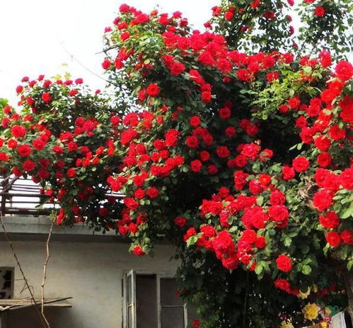 生长迅速，势不可挡