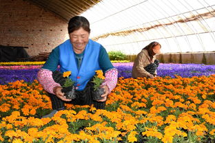 张家口适合种植哪些耐寒花卉，有哪些是市花市树