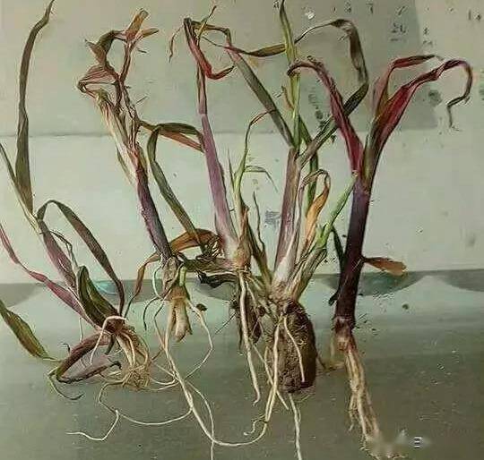 氯虫苯甲酰胺， 效果杠杠的