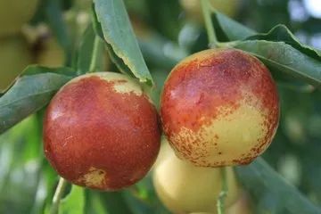 化学药剂：保护冬枣的“铠甲”