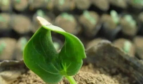 种子的挑选与处理