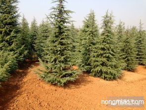 惯与雪松7米价格的小小揭秘