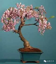 年年开花的秘诀